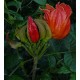 Tulipan Afrykański (Spathodea Campanulata) nasiona 5 szt