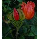 Tulipan Afrykański (Spathodea Campanulata) nasiona 5 szt