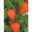 Miechunka Rozdęta (Physalis Alkegengii) nasiona