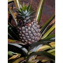 Ananas Comosus (duży) nasiona