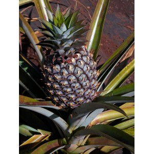 Ananas Comosus (duży) 2 nasiona