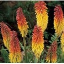 Trytoma Groniasta (Kniphofia Hybrids) nasiona