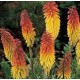 Trytoma Groniasta (Kniphofia Hybrids) nasiona 10 szt