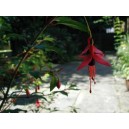 Fuchsia Excoticata nasiona