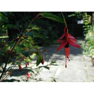 Fuchsia Excoticata nasiona 10 szt