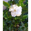 Gardenia jaśminowata (Gardenia Jasminoides) nasiona