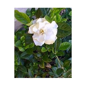 Gardenia jaśminowata (Gardenia Jasminoides) nasiona 10 szt