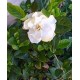 Gardenia jaśminowata (Gardenia Jasminoides) nasiona 10 szt