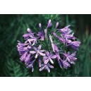 Agapant Afrykanski (Agapanthus Orientalis) nasiona