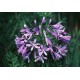 Agapant Afrykanski (Agapanthus Orientalis) nasiona 10 szt