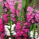 Odętka wirginijska (Physostegia Virginiana) nasiona