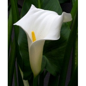 Kallijka Etiopska (Zantedeschia Aethiopica)  1 nasiono