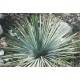 Juka (Yucca whipllei) nasiona