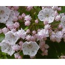 Kalmia Wielkolistna (Kalmia Latifolia) nasiona