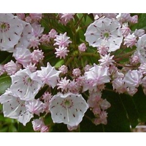 Kalmia Wielkolistna (Kalmia Latifolia) nasiona 10 szt