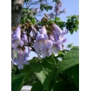 Paulownia Imperialis nasiona