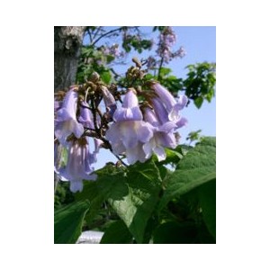 Paulownia Imperialis nasiona 90 szt