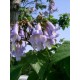 Paulownia Imperialis nasiona