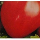 Pomidor wysoki Bawole Serce (Lycopersicon Lycopersicum) nasiona
