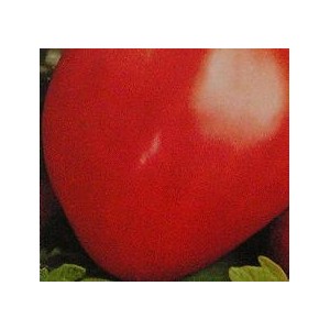 Pomidor wysoki Bawole Serce (Lycopersicon Lycopersicum) nasiona