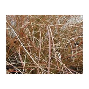 Turzyca Nowozelandzka (Carex Secta) nasiona 10 szt