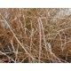 Turzyca Nowozelandzka (Carex Secta) nasiona 10 szt