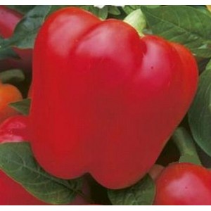 Papryka słodka, czerwona (Capsicum Annuum) 20 świeżych nasion