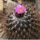 Thelocactus Conothele nasiona