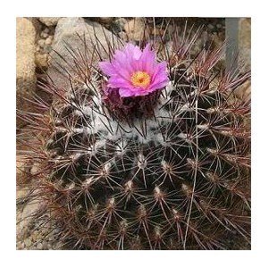 Thelocactus Conothele nasiona 5 szt