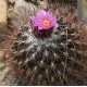 Thelocactus Conothele nasiona