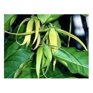 Jagodlin wonny (Cananga Odorata, Ylang - Ylang) 3 nasiona