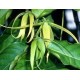 Jagodlin wonny (Cananga Odorata, Ylang - Ylang) 3 nasiona