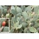 Opuncja Figowa (Ficus Indica) nasiona 10 szt