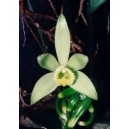 Wanilia (Vanilla Planifolia) sadzonki