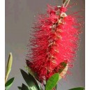 Kuflik (Callistemon Citrinus Red) nasiona