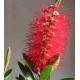 Kuflik (Callistemon Citrinus Red) nasiona