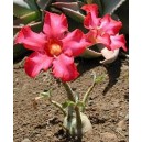 Róża Pustyni (Adenium Obesum) sadzonki