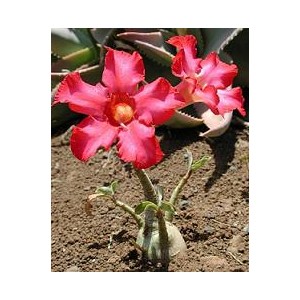 Róża Pustyni (Adenium Obesum) sadzonki