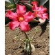 Róża Pustyni (Adenium Obesum) sadzonki