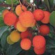 Drzewo Truskawkowe (Arbutus Unedo) nasiona