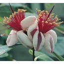 Akka (Feijoa Sellowiana) sadzonki