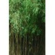 Bambus Ogrodowy (Fargesia) sadzonki