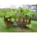 Gunera Olbrzymia (Gunnera Manicata) Duża sadzonki