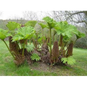 Gunera Olbrzymia (Gunnera Manicata) 2 letnie sadzonki