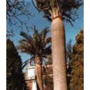 Palma Miodowa (Jubaea Chilensis) sadzonki