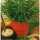 Rozmaryn (Rosmarinus Officinalis) nasiona