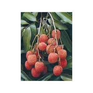 Liczi (Litchi Sinensis) sadzonki