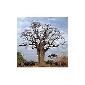 Baobab (Adansonia Digitata) 2 nasiona