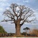 Baobab (Adansonia Digitata) nasiona
