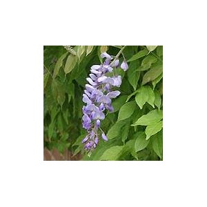 Wisteria Glicynia (Wisteria Sinensis) sadzonki